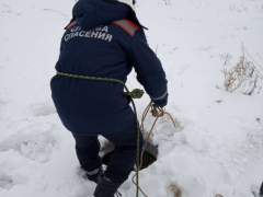 Собака провалилась в колодец: животному вызвали спасателей