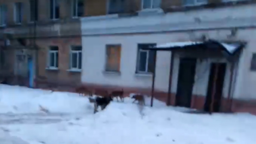 Пора отстреливать: в социальных сетях вновь пожаловались на агрессивных бродячих собак в Заводском районе