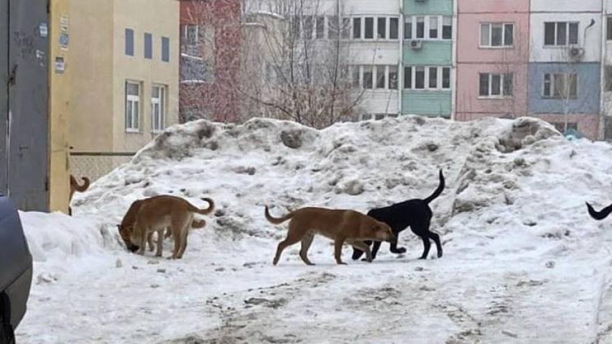 Собакам нужен дом и приют, а не улицы и помойки!: жители Солнечного возмутились стае бродячих животных во дворе дома