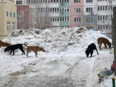 Собакам нужен дом и приют, а не улицы и помойки!: жители Солнечного возмутились стае бродячих животных во дворе дома