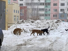 Собакам нужен дом и приют, а не улицы и помойки!: жители Солнечного возмутились стае бродячих животных во дворе дома