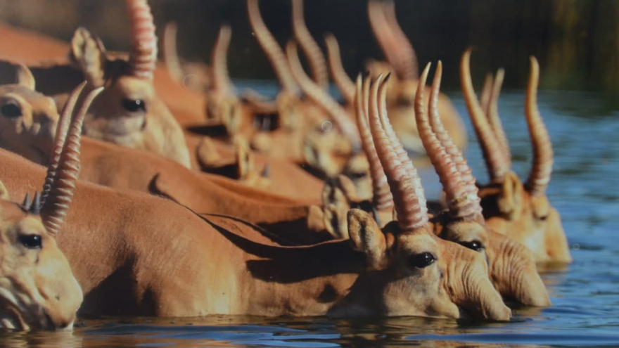 В Саратове открыли фотовыставку о дикой природе от National Geographic