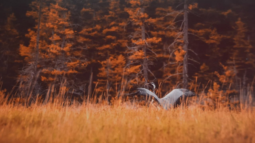 В Саратове открыли фотовыставку о дикой природе от National Geographic