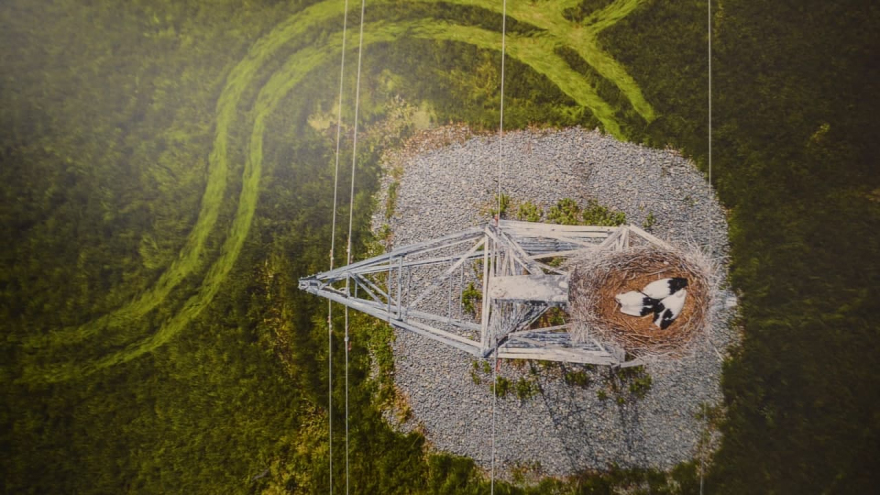 В Саратове открыли фотовыставку о дикой природе от National Geographic