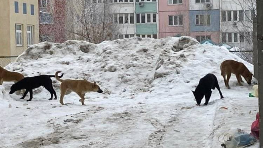 Саратовцы снова жалуются на бродячих собак и желтый снег: на этот раз - в стихах