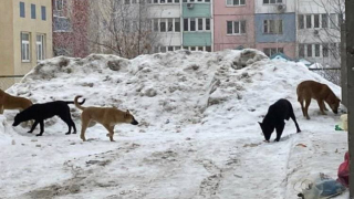 Саратовцы снова жалуются на бродячих собак и желтый снег: на этот раз - в стихах