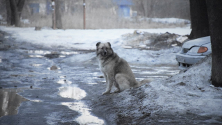 Пес его знает