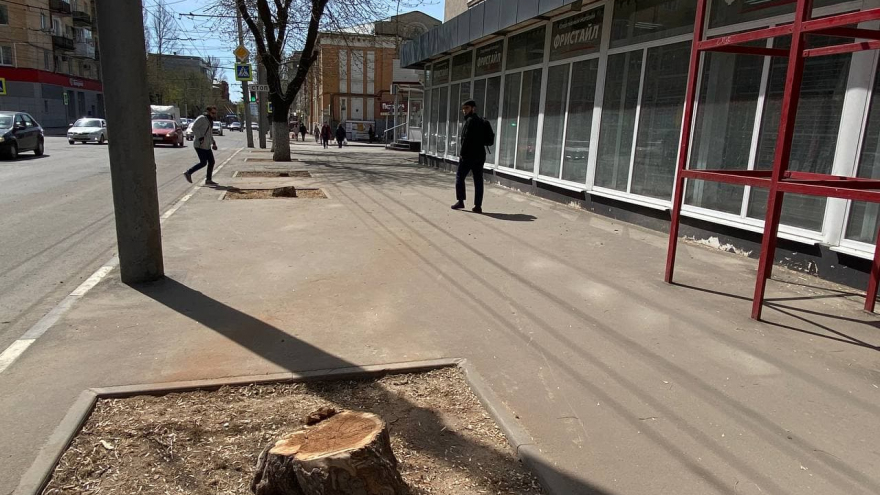 Не могу тут жить, только бежать: горожан возмутило уничтожение деревьев в центре Саратова