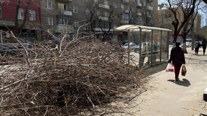 Не могу тут жить, только бежать: горожан возмутило уничтожение деревьев в центре Саратова