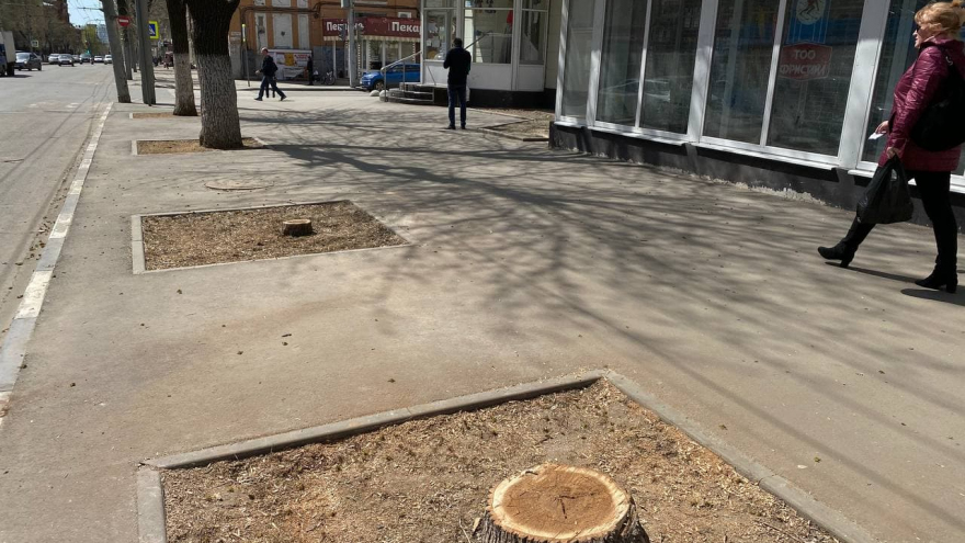 Не могу тут жить, только бежать: горожан возмутило уничтожение деревьев в центре Саратова