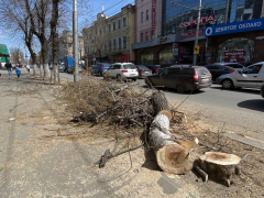 Не могу тут жить, только бежать: горожан возмутило уничтожение деревьев в центре Саратова