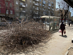 Не могу тут жить, только бежать: горожан возмутило уничтожение деревьев в центре Саратова