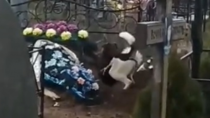В Саратовской области стая собак раскопала могилу: действо сняли на видео