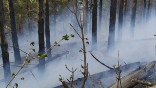 Пожар в национальном парке в Саратовской области: возбуждено уголовное дело
