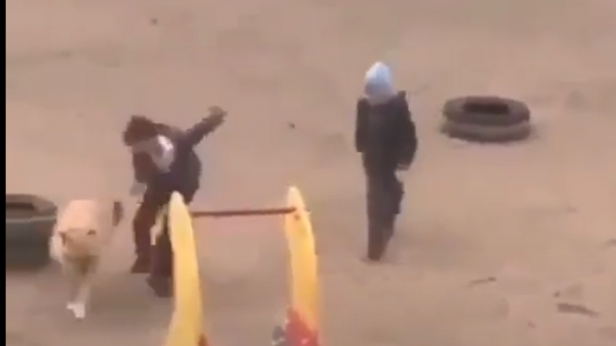 Таких и покусать не грех: очевидцы сняли на видео несовершеннолетних, напавших на бездомную собаку на детской площадке