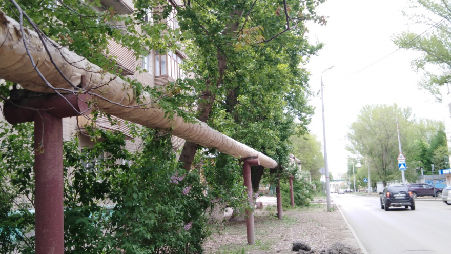 Жители Заводского района опасаются трагедии: на улице Пономарева дерево угрожает пешеходам и водителям