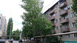 Жители Заводского района опасаются трагедии: на улице Пономарева дерево угрожает пешеходам и водителям