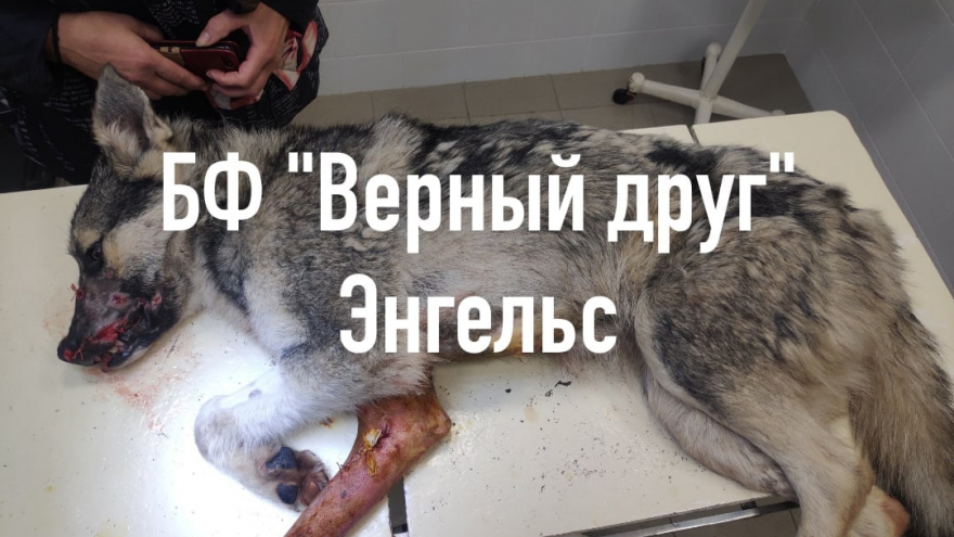 Все загноилось, дышать тяжело: волонтеры рассказали о стрельбе в пса в Энгельсе