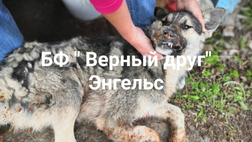 Все загноилось, дышать тяжело: волонтеры рассказали о стрельбе в пса в Энгельсе