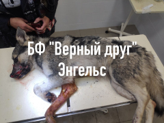 Все загноилось, дышать тяжело: волонтеры рассказали о стрельбе в пса в Энгельсе