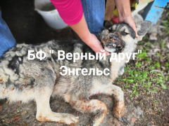 Все загноилось, дышать тяжело: волонтеры рассказали о стрельбе в пса в Энгельсе