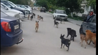 Когда будет решаться вопрос?: очевидец снял на видео стаю из 13 бродячих собак в Саратове