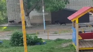 Поэтому всегда с ножом ходил: в Кировском районе сняли на видео стаю собак возле детской площадки
