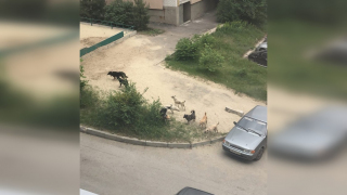 Одни обещания: жители Заводского района полгода ждут, когда чиновники решат проблему с бездомными собаками