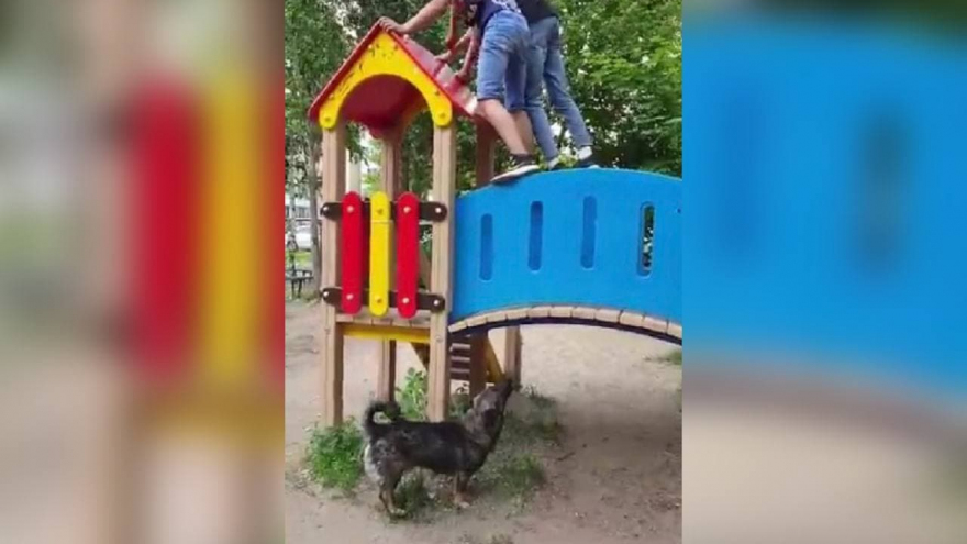 Кусает детей и взрослых: в Юбилейном пожаловались на собаку на детской площадке