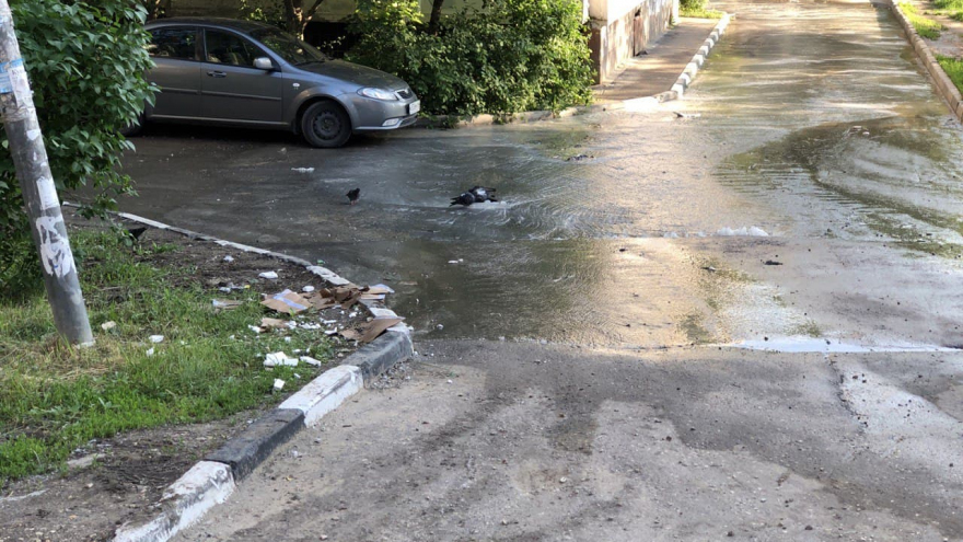 В Солнечном из-под асфальта второй день хлещет вода: коммунальную реку облюбовали голуби