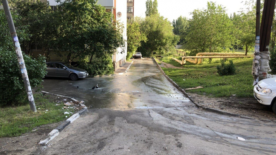 В Солнечном из-под асфальта второй день хлещет вода: коммунальную реку облюбовали голуби