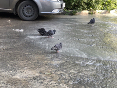 В Солнечном из-под асфальта второй день хлещет вода: коммунальную реку облюбовали голуби