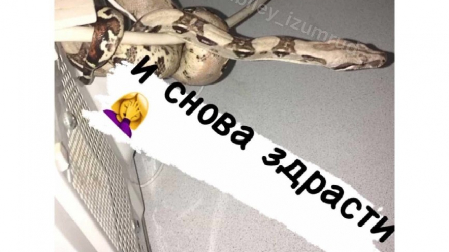 В Саратове пожаловались на двух питонов, которые выползли из унитаза: одна из рептилий зашипела на женщину с ребенком