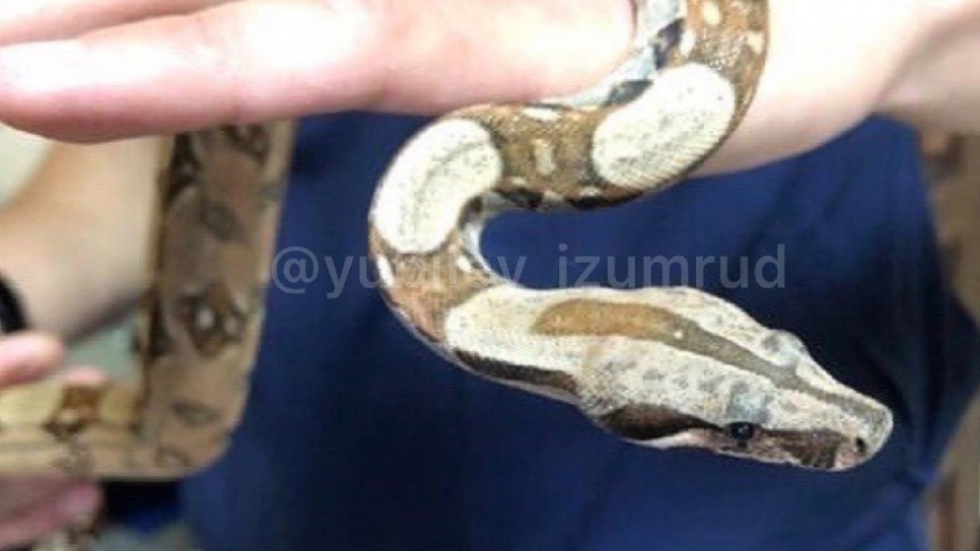 В Саратове пожаловались на двух питонов, которые выползли из унитаза: одна из рептилий зашипела на женщину с ребенком