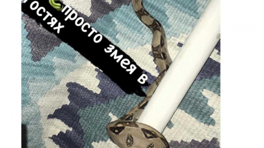 В Саратове пожаловались на двух питонов, которые выползли из унитаза: одна из рептилий зашипела на женщину с ребенком