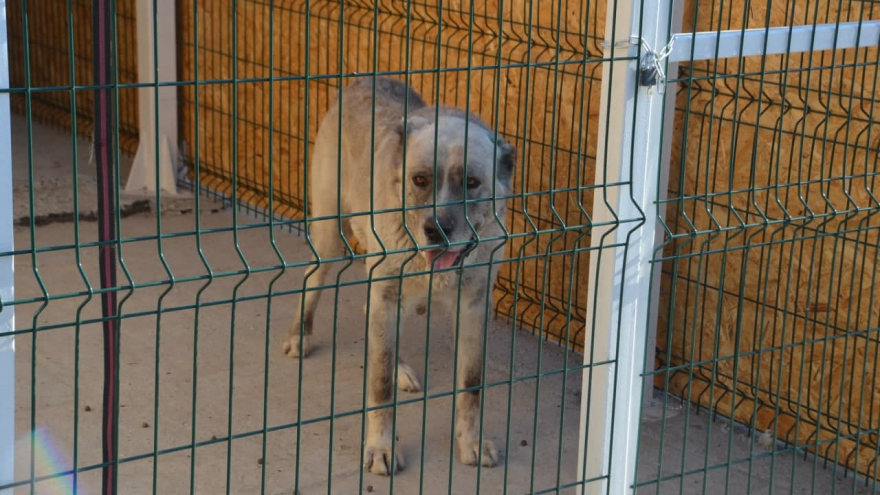 С начала года в Саратовской области бездомные собаки 300 раз нападали на людей: в городе не осталось денег на отлов псов