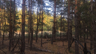 В регионе горело 700 гектаров леса: чиновники объяснили, почему ущерб природе оценили всего в 40 тысяч рублей