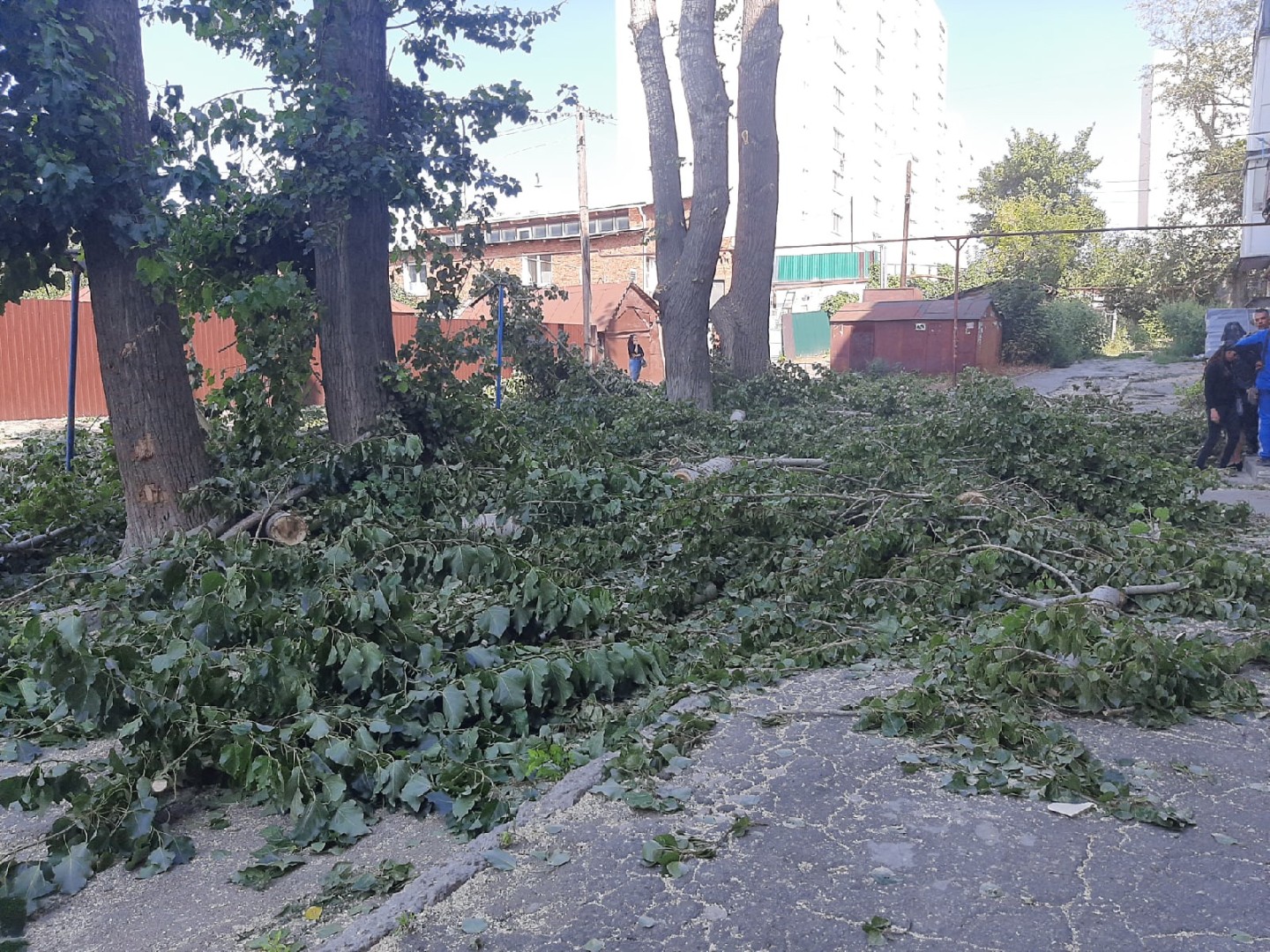 Деревья Саратова Фото