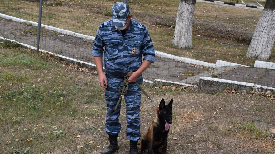 День рождения ППС: саратовские полицейские получили трех щенков бельгийской овчарки (их отправят в собачью школу)