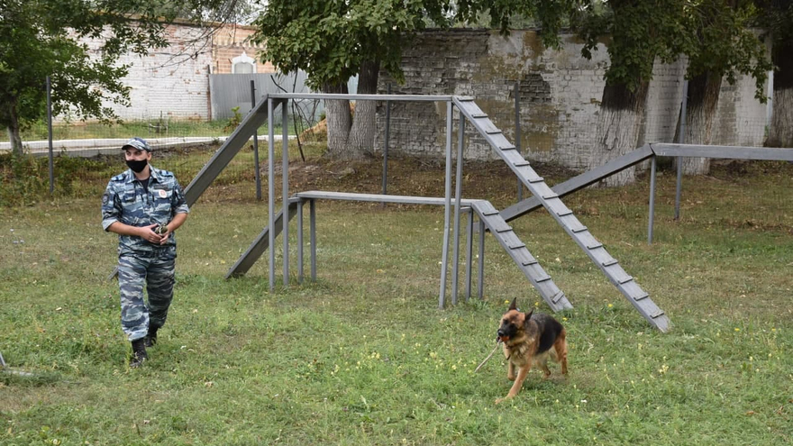 День рождения ППС: саратовские полицейские получили трех щенков бельгийской овчарки (их отправят в собачью школу)