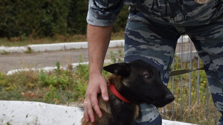 День рождения ППС: саратовские полицейские получили трех щенков бельгийской овчарки (их отправят в собачью школу)