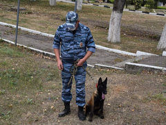 День рождения ППС: саратовские полицейские получили трех щенков бельгийской овчарки (их отправят в собачью школу)