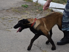 День рождения ППС: саратовские полицейские получили трех щенков бельгийской овчарки (их отправят в собачью школу)