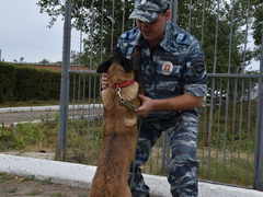День рождения ППС: саратовские полицейские получили трех щенков бельгийской овчарки (их отправят в собачью школу)