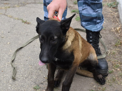 День рождения ППС: саратовские полицейские получили трех щенков бельгийской овчарки (их отправят в собачью школу)