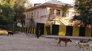Не дают пройти с ребенком: саратовец пожаловался на стаю агрессивных собак, обитающих у детского сада