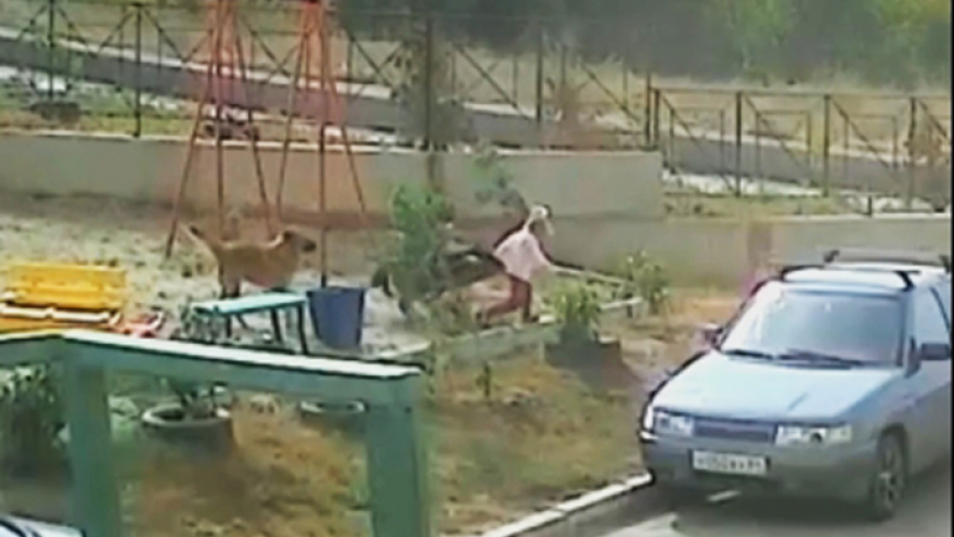 В Саратове стая бездомных собак атаковала пятилетнюю девочку