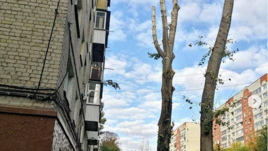 Распоряжение сверху: в Октябрьском районе деревья превратили в голые стволы