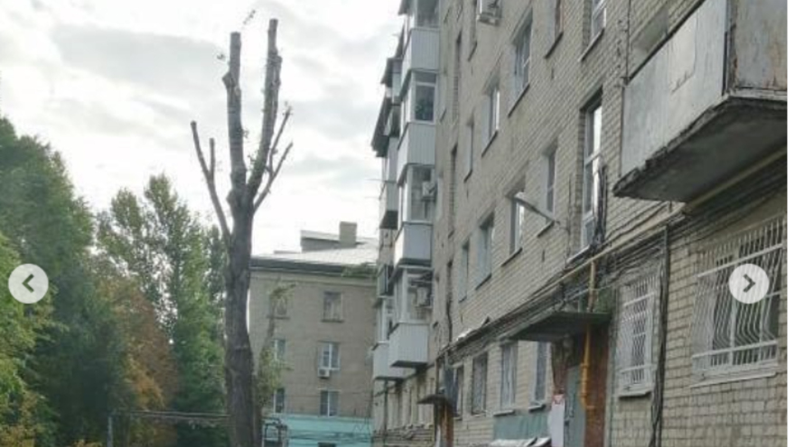 Распоряжение сверху: в Октябрьском районе деревья превратили в голые стволы