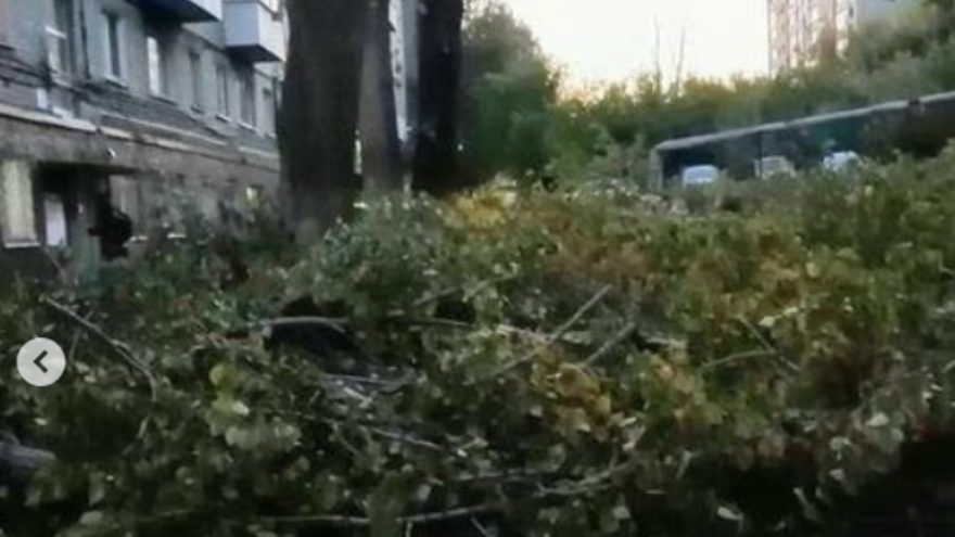 Распоряжение сверху: в Октябрьском районе деревья превратили в голые стволы